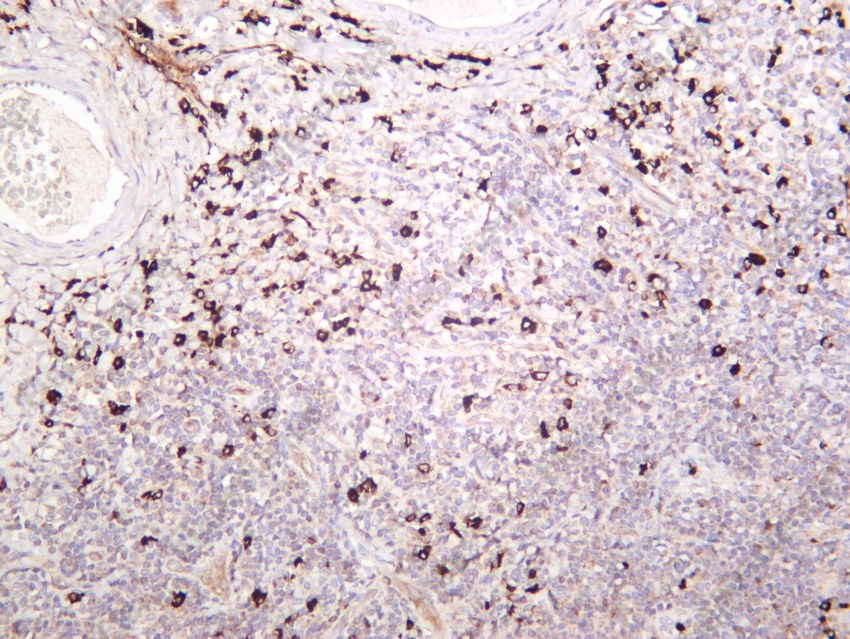 Recombinant Bax Monoclonal Antibody - 7