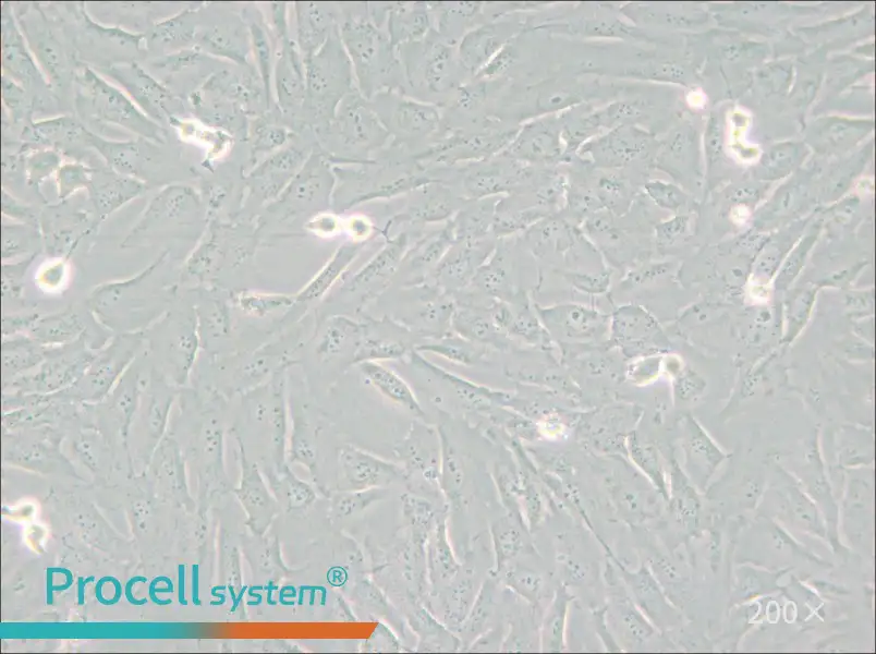 SJSA-1 Cell Complete Medium - small - 5