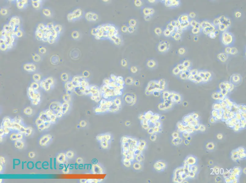 ECC12 Cell Complete Medium - 4