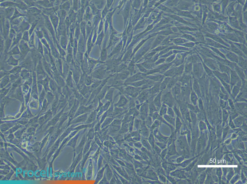 Rat Synovial Mesenchymal Stem Cells - 4