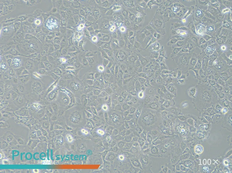 SW 780 [SW-780, SW780] (L15) Cell Complete MediumSW 780 [SW-780, SW780] (L15) Cell Complete Medium - 3