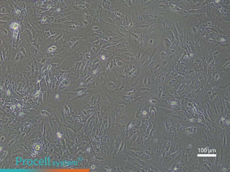 Mouse Bladder Smooth Muscle Cell Complete Medium - 1