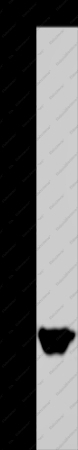 MTF2 Polyclonal Antibody - 1