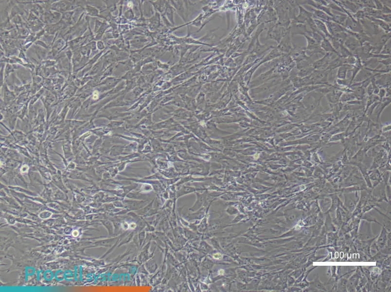 Rat Brown Adipose-Derived Stem Cell Complete Medium - 3