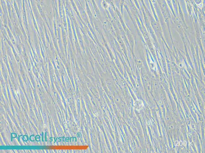 HFL1 Cell Complete Medium - small - 5
