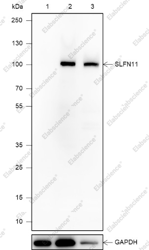 Recombinant SLFN11 Monoclonal Antibody - 1