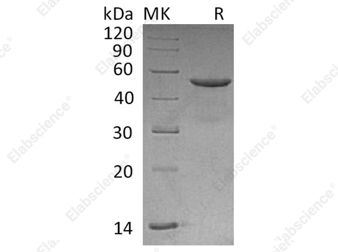 Recombinant Human CD99/MIC2 Protein (Fc Tag) - 1