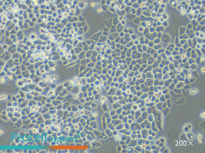 HCT-15-5FU Cell Complete Medium - small - 6