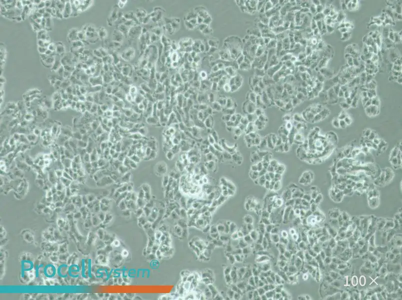 QGP-1 Cell Complete Medium - 1