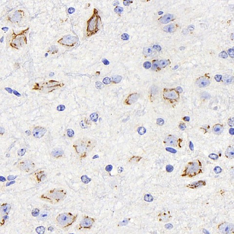 Immunohistochemistry analysis of paraffin-embedded mouse brain  using DLL1 Polyclonal Antibody at dilution of 1:200.