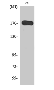 Western Blot analysis of 293 cells with EGFR Polyclonal Antibody.