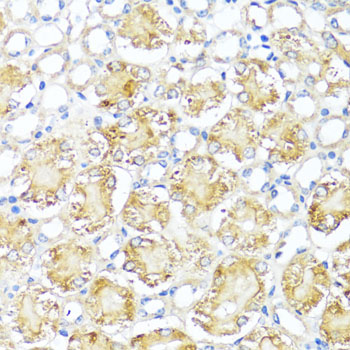 Immunohistochemistry of paraffin-embedded Mouse kidney using MAS1 Polyclonal Antibody at dilution of  1:100 (40x lens).