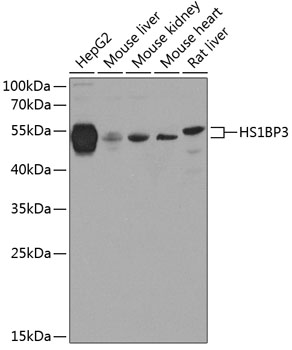 Western blot analysis of extracts of various cell lines using HS1BP3 Polyclonal Antibody at 1:1000 dilution.