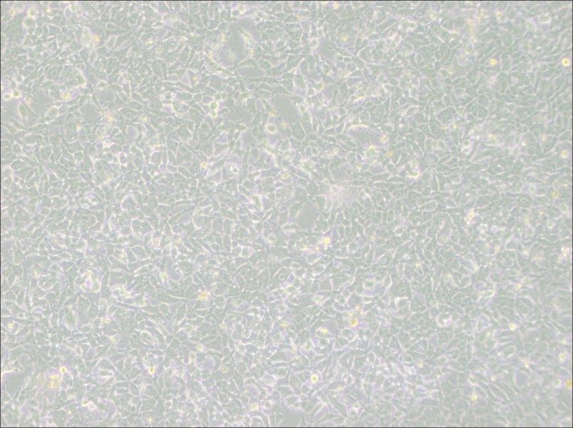 MSTO-211H Cell Complete Medium-searchlist-1