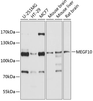 Western blot analysis of extracts of various cell lines using MEGF10 Polyclonal Antibody at 1:1000 dilution.