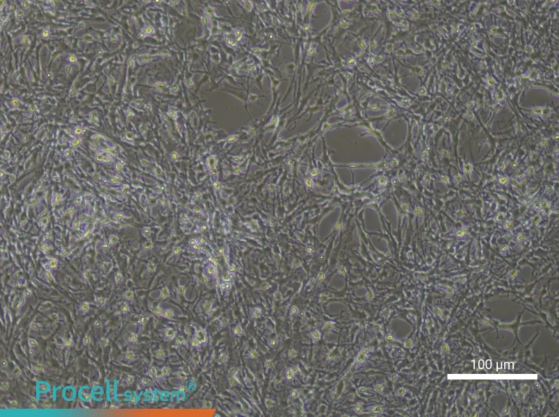 Mouse AstrocytesMouse Astrocytes - 2