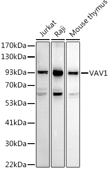 Western blot analysis of extracts of various cell lines using VAV1 Polyclonal Antibody at 1:1000 dilution.