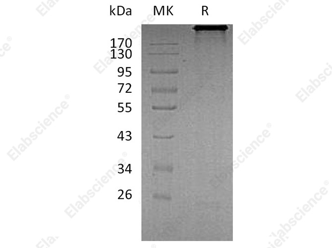Recombinant Human Cadherin-6/CDH6 Protein (Fc Tag) - 1