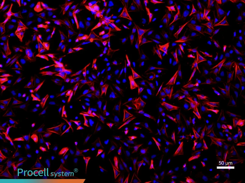 Mouse Small Intestinal Smooth Muscle Cell Complete Medium - 1