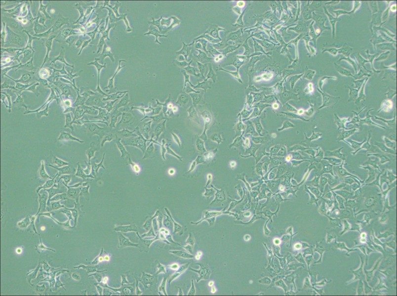 KYSE-410 Cell Complete MediumKYSE-410 Cell Complete Medium - 2