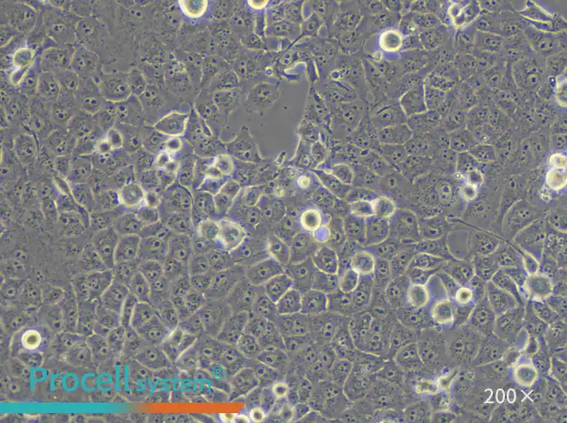 PANC-1 Cell Complete Medium - small - 6