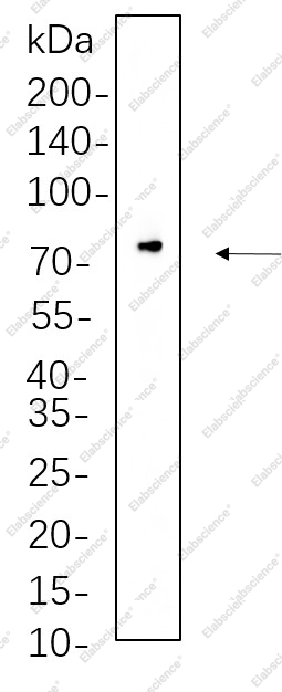 Recombinant Raf-1 Monoclonal Antibody - 1