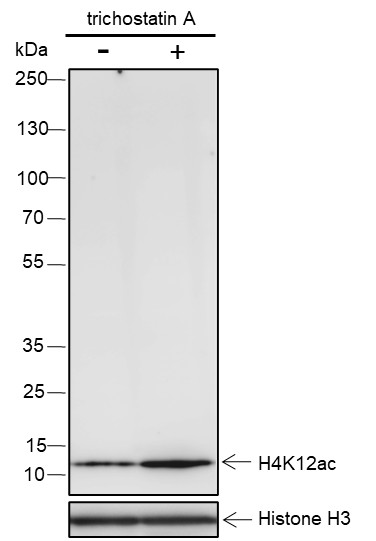 Recombinant Histone H4 (Acetyl Lys12) Monoclonal Antibody - 3