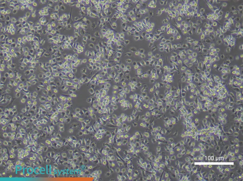 Rat Bone Marrow-Derived Macrophage Complete MediumRat Bone Marrow-Derived Macrophage Complete Medium - 2