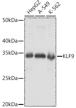 Western blot analysis of extracts of various cell lines using KLF9 Polyclonal Antibody at 1:1000 dilution.