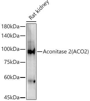 Western blot analysis of extracts of Rat kidney using Aconitase 2 (ACO2) Polyclonal Antibody at 1:2000 dilution.