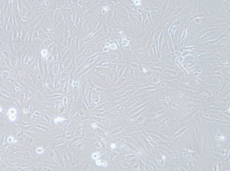 SNU-475 Cell Complete Medium - 8