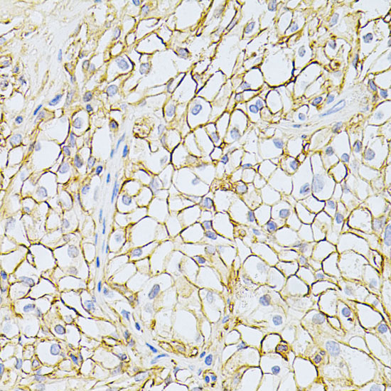 Immunohistochemistry of paraffin-embedded Human kidney using BSG Polyclonal Antibody at dilution of  1:200 (40x lens).