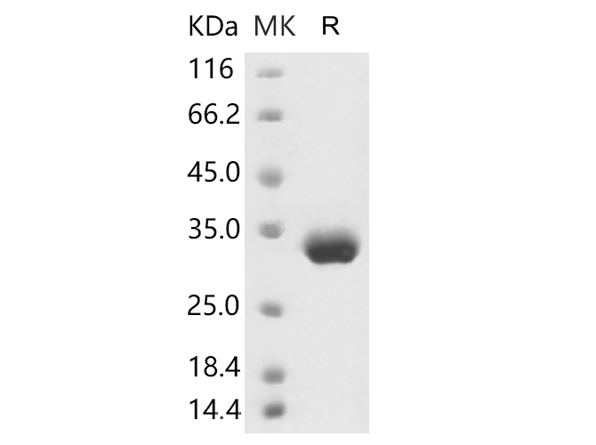 Immobilized human ACE2 protein (Fc tag) (Cat: PKSH031870) at 2 ug/mL (100 uL/well) can bind Recombinant 2019-nCoV Spike Protein (RBD, His Tag) (Cat: PKSR030499), the EC50 of Recombinant 2019-nCoV Spike Protein (RBD, His Tag) (Cat: PKSR030499) is 35-70 ng/mL.