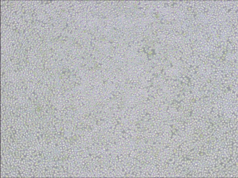 AE-1 Cell Complete MediumAE-1 Cell Complete Medium - 2