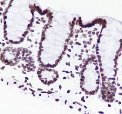 Recombinant Histone H3 (NT) Monoclonal Antibody - small - 4