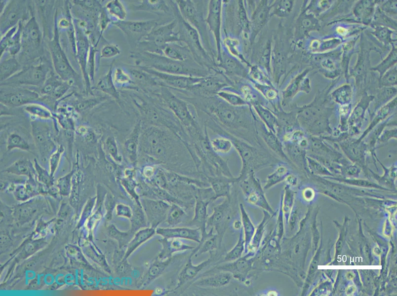 Mouse Testicular Leydig Cells - 6