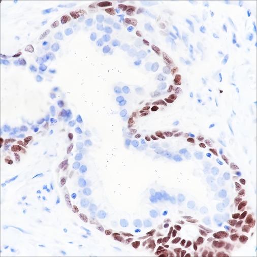 Recombinant SOX2 Monoclonal Antibody - 3