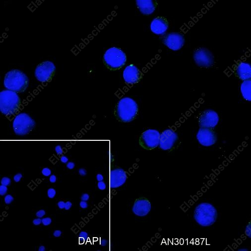Recombinant CD79b Monoclonal Antibody - 5