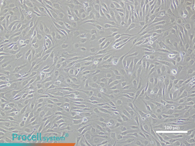 Human Renal Microvascular Endothelial Cell Complete MediumHuman Renal Microvascular Endothelial Cell Complete Medium - 3