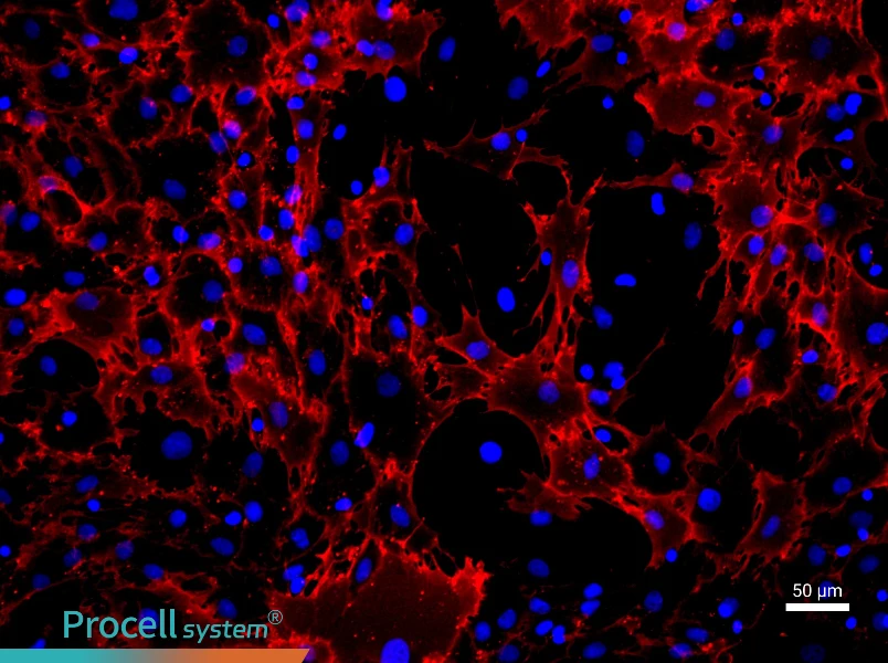Rat Bone Marrow Mesenchymal Stem Cell Complete Medium - 1