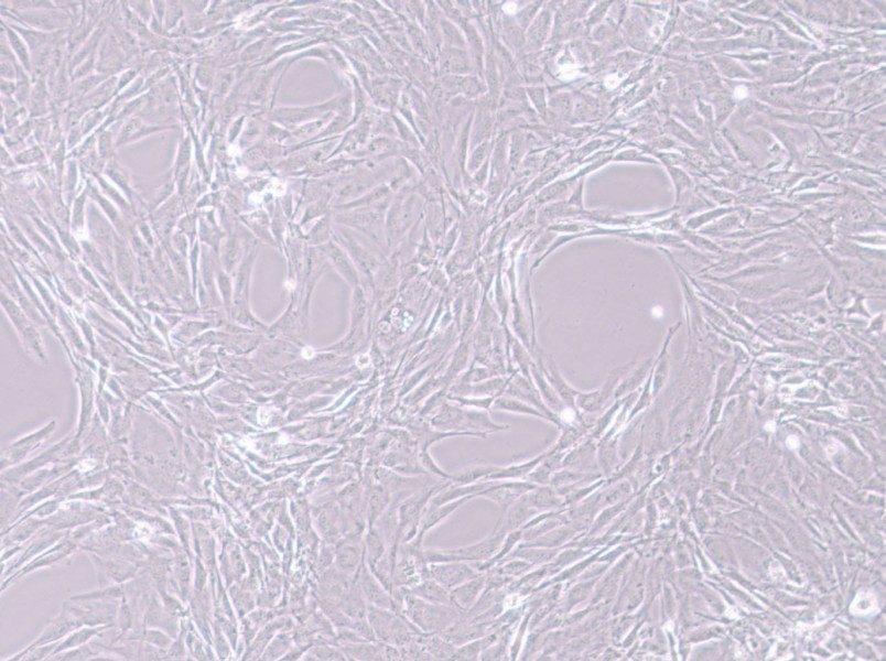 MC3T3-E1 Subclone 24 Cell Complete MediumMC3T3-E1 Subclone 24 Cell Complete Medium - 3