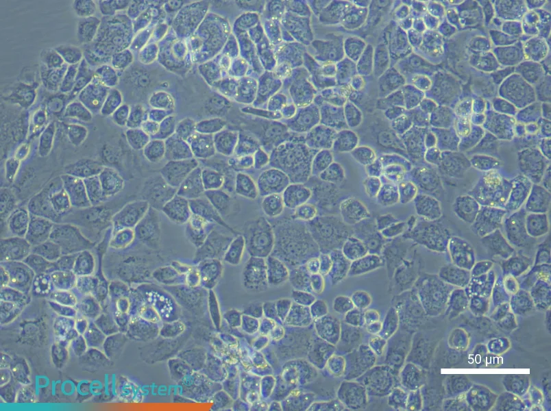 Mouse Nucleus Pulposus Cell Complete Medium - small - 4