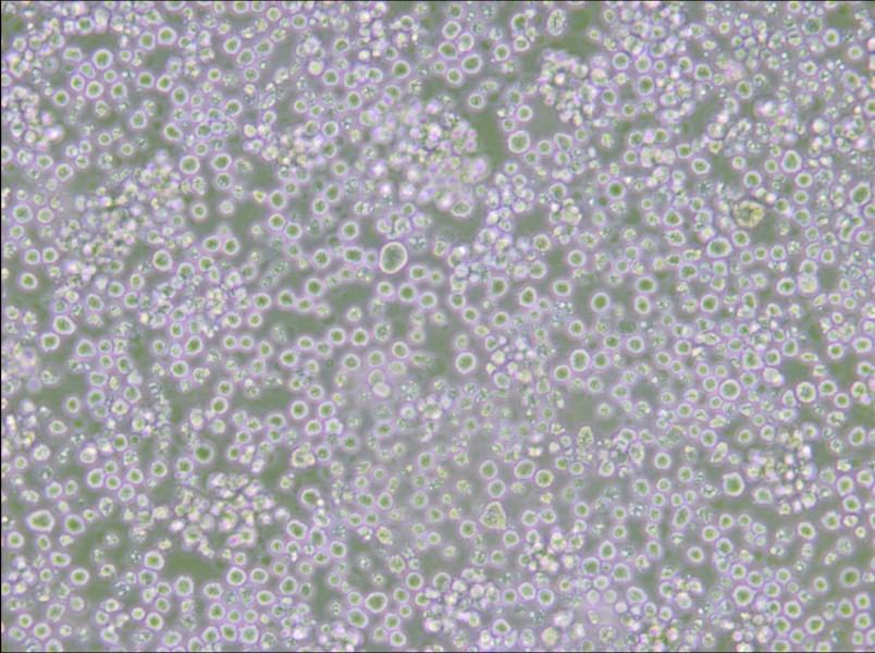 AE-2 Cell Complete Medium - 6