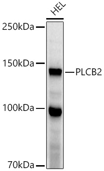 Western blot analysis of extracts of HEL cells using PLCB2 Polyclonal Antibody at 1:1000 dilution.