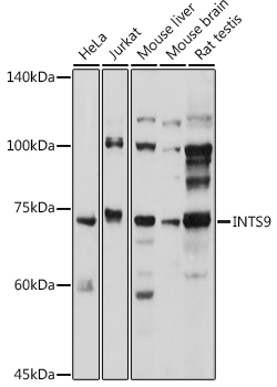 Western blot analysis of extracts of various cell lines using INTS9 Polyclonal Antibody at 1:1000 dilution.