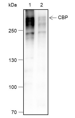 Recombinant CBP Monoclonal Antibody-searchlist-1