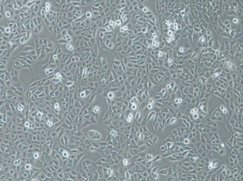 Nthy-ori 3-1 Cell Complete Medium-searchlist-1