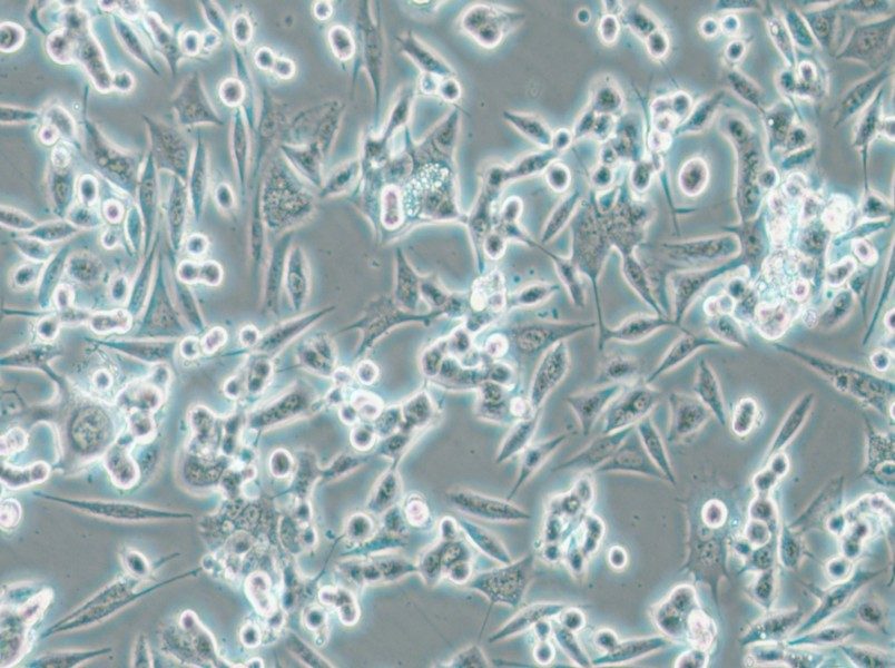NCI-H1993 Cell Complete Medium - 6