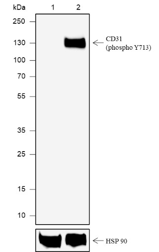 Recombinant Phospho-CD31 (Tyr713) Monoclonal Antibody-searchlist-1