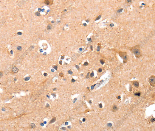 YWHAG Polyclonal Antibody - 3